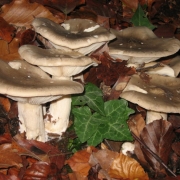 IMG_0001_22