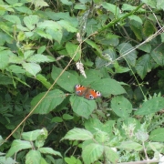 IMG_0001_46