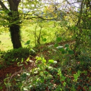 IMG_0001_37