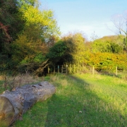 Copy (31) of IMG_0001