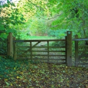Copy (35) of IMG_0001