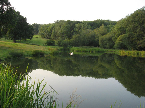 The original Great Mead pond, looking north with Coombe Wood on the right and Milking Hanger rising beyond. 623