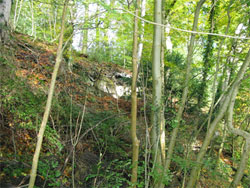 Here there are almost overhanging Greensand cliffs, looking like a built wall intertwined with beech tree roots. (224)