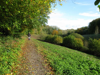 The Long Lythe, looking east along the Hangers Way. 240