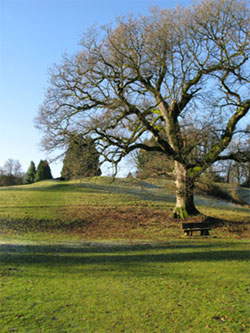 At the bottom. The old oak is reputedly the largest tree, by volume, in Selborne. The Hanger is in the background. 216 (winter view).