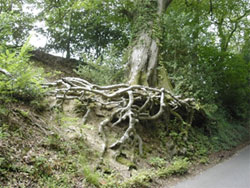 “exposed tree roots” as the road climbs up towards Selborne. 